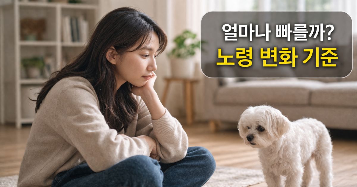 반려견 고령화 속도를 관찰하는 보호자와 말티즈의 일상 모습