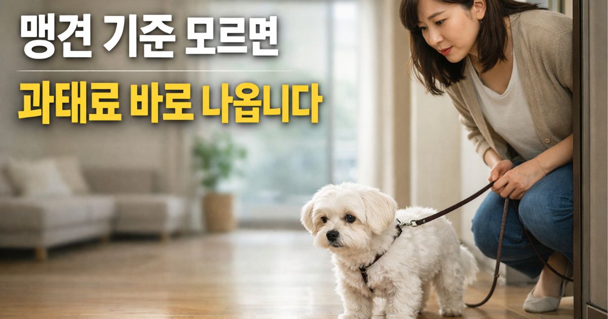 맹견 기준 외출 전 보호자가 말티즈를 확인하는 장면