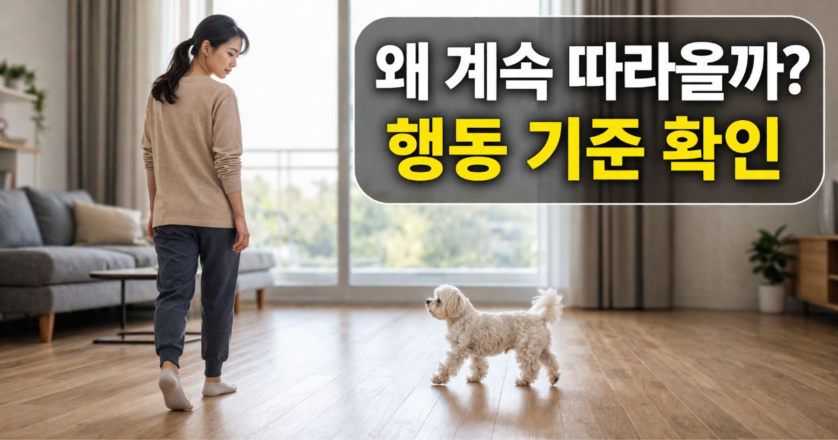 강아지 계속 따라다니는 이유를 보여주는 말티즈와 보호자 실내 행동 장면