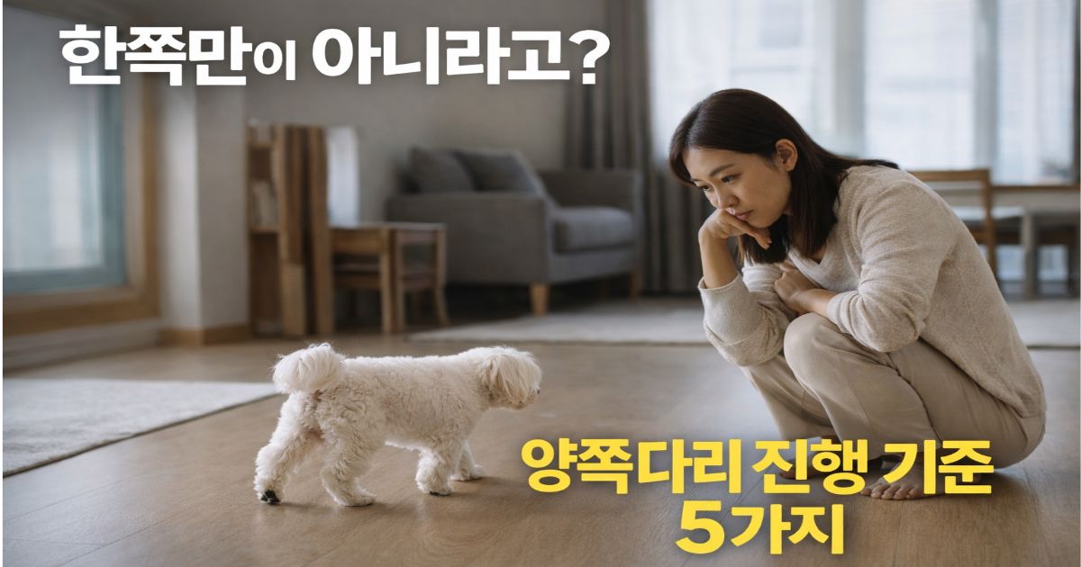 강아지 슬개골 탈구 양쪽 다리 진행 가능성을 걱정하며 말티즈의 보행 변화를 관찰하는 보호자