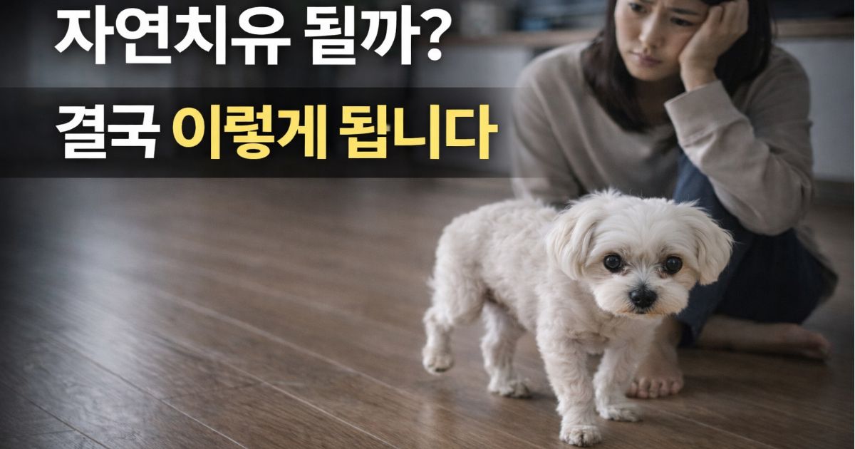 강아지 슬개골 탈구 초기 증상을 걱정스럽게 관찰하는 보호자와 말티즈 모습