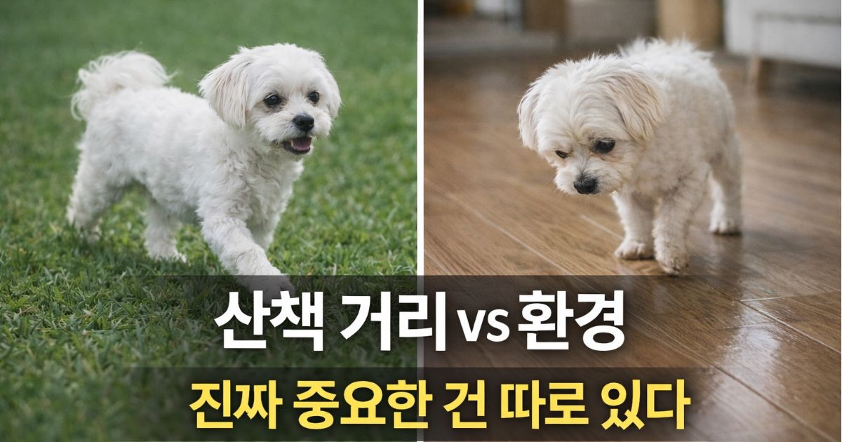산책 중 말티즈의 보행 상태를 걱정스럽게 관찰하는 보호자 모습