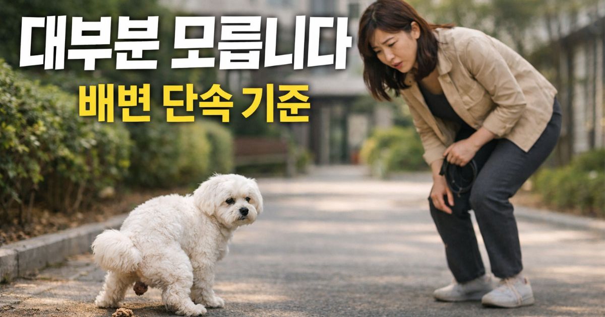 강아지 배변 미처리로 과태료 기준을 고민하는 보호자와 말티즈 외부 상황