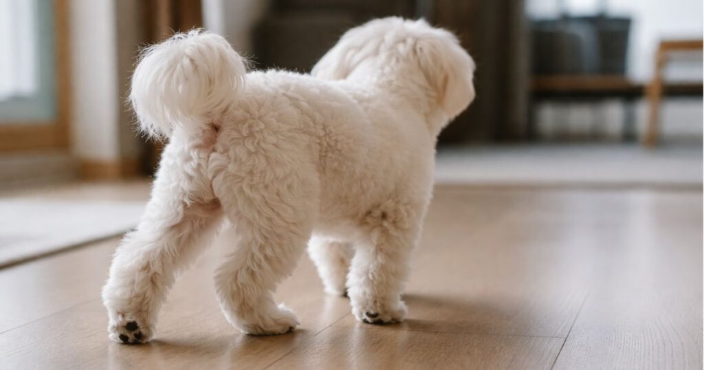 말티즈가 한쪽 뒷다리 사용을 줄이고 반대쪽 다리에 체중을 싣는 보행 보상 모습