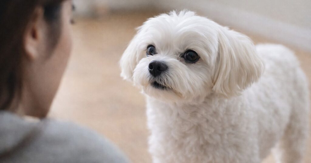 강아지 아이컨택 행동 긴장과 안정 상태 비교 클로즈업 이미지