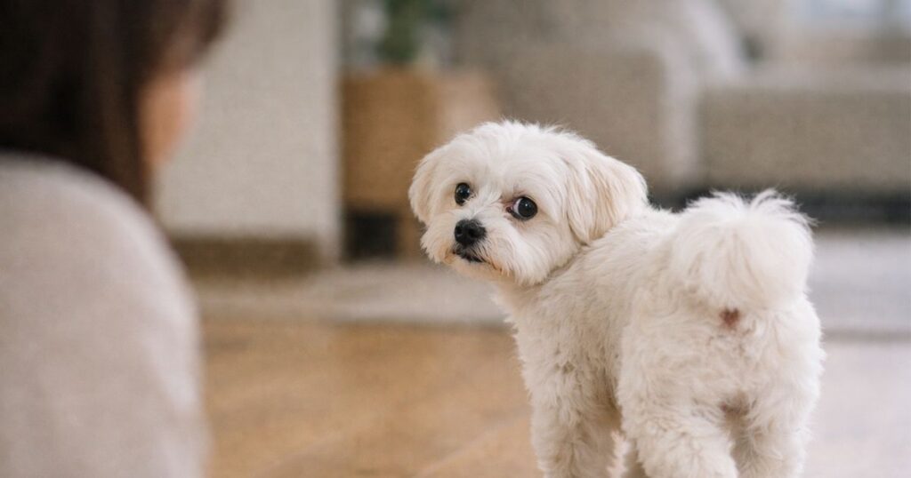 강아지 사랑 확인법 애착일까 불안일까 행동 기준 분석 2 강아지가 보호자를 보며 따라다니는 행동 패턴 분석