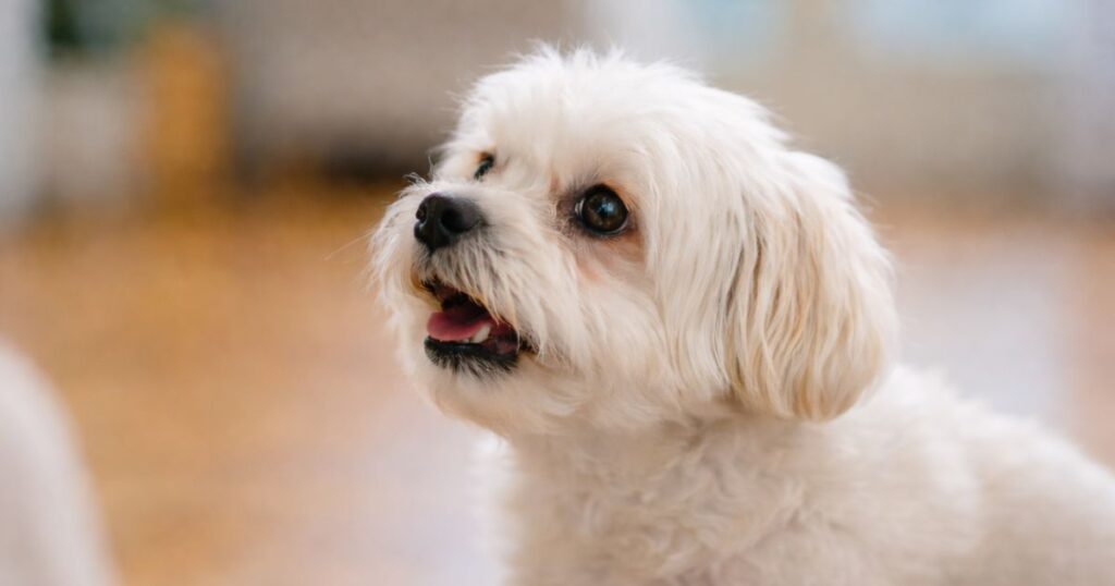 말티즈 강아지가 실내에서 낑낑거리는 행동을 보이는 클로즈업 관찰 장면